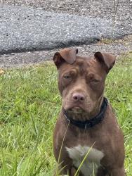 Found/Stray Female Dog last seen Keri Blvd, Callahan, FL 32011