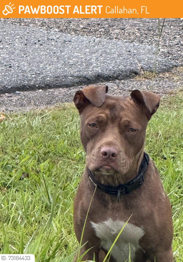 Found/Stray Female Dog last seen Keri Blvd, Callahan, FL 32011