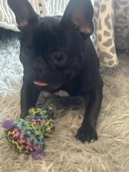 Found/Stray Male Dog last seen selby, Saint Paul, MN 55104