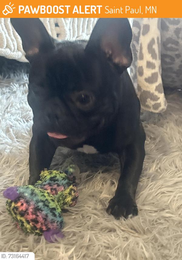 Found/Stray Male Dog last seen selby, Saint Paul, MN 55104