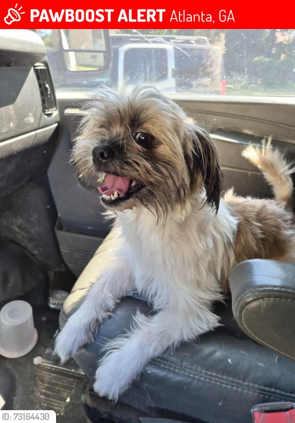 Lost Male Dog last seen Buford Hwy, Atlanta, GA 30329
