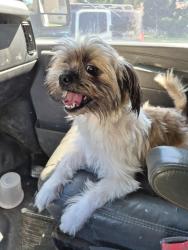 Lost Male Dog last seen Buford Hwy, Atlanta, GA 30329