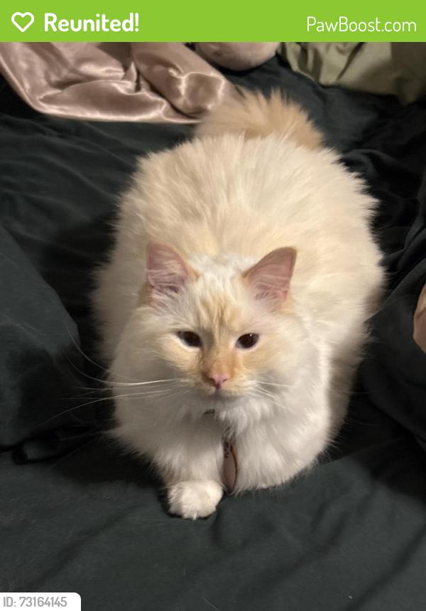 Reunited Female Cat last seen Whitehaven & Greystone, The Village, OK 73120