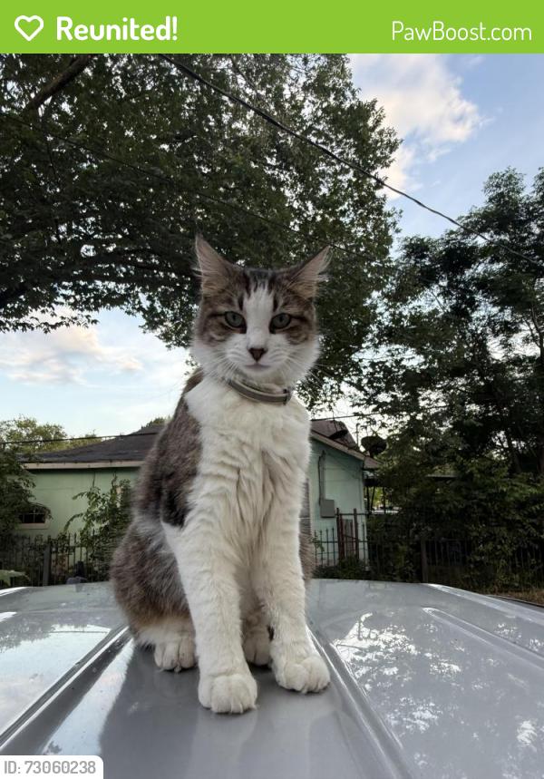 Reunited Unknown Cat last seen Near south garret ave Dallas tx, Dallas, TX 75223