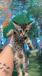 Shelter Stray Male Cat last seen Bexar County, 3353 Morningside Dr, New Braunfels, TX 78132, USA