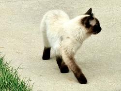 Found/Stray Unknown Cat last seen Iliff & S Dahlia St, Denver, CO 80222
