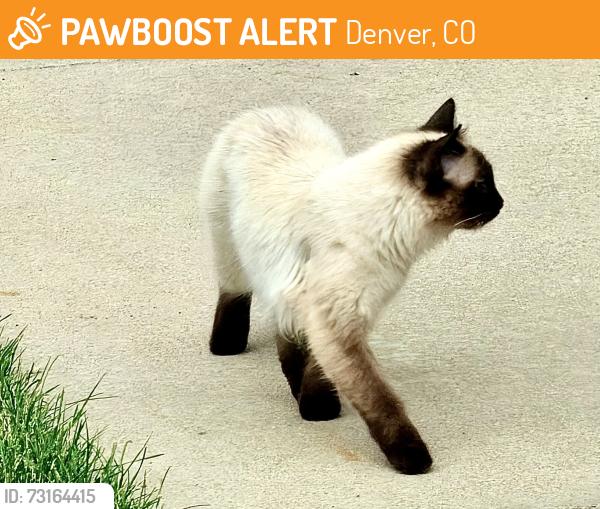 Found/Stray Unknown Cat last seen Iliff & S Dahlia St, Denver, CO 80222