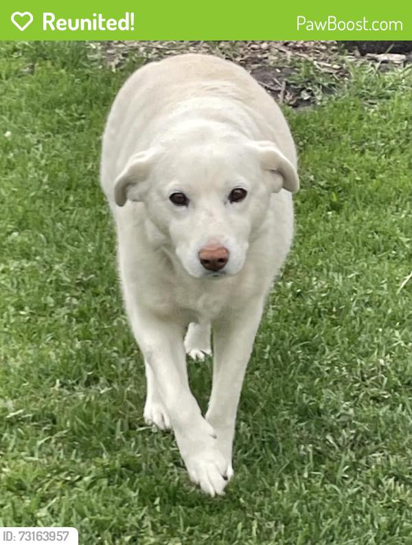 Reunited Female Dog last seen Silverwood Bay & Ladywood, Winnipeg, MB 