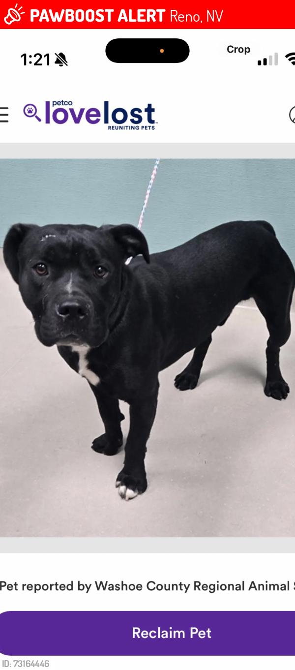 Lost Male Dog last seen Gentry, Reno, NV 89502