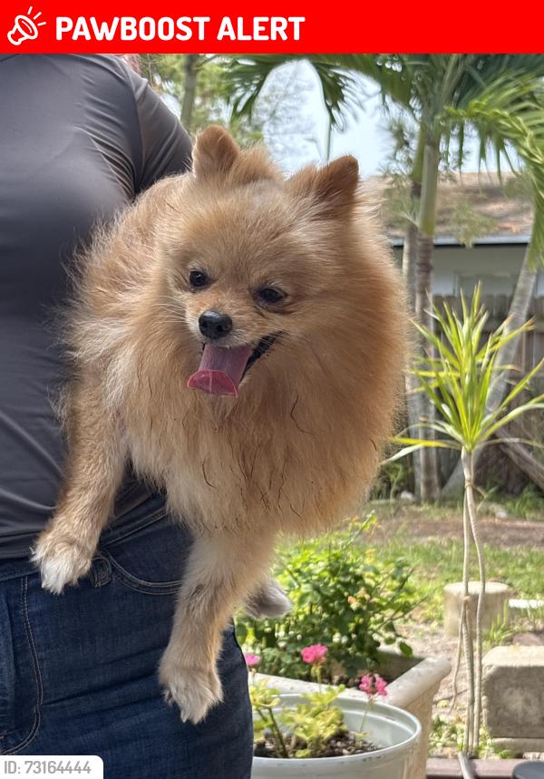 Lost Male Dog last seen Summit Boulevard, West Palm Beach, FL 33415