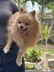 Lost Male Dog last seen Summit Boulevard, West Palm Beach, FL 33415