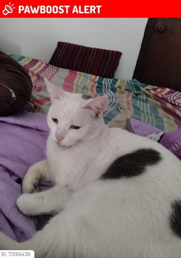 Lost Male Cat last seen Ladera de las flores, col. Laderas de san Pedro, San Pedro Martir, Qro. 76117