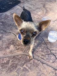 Reunited Male Dog last seen Santa Sierra, Chula Vista, CA 91913