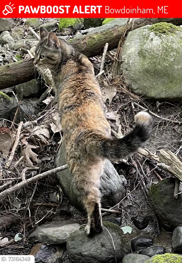 Lost Female Cat last seen Near White Rd, Bowdoinham, ME 04008