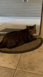 Found/Stray Male Cat last seen Thousand Oaks Drive, San Antonio, TX 78247