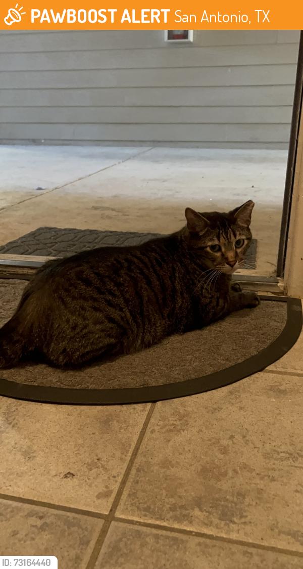 Found/Stray Male Cat last seen Thousand Oaks Drive, San Antonio, TX 78247