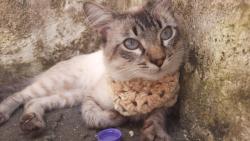 Lost Male Cat last seen Parque Do Carmo, estacionamento primera fila a esquerda, Itaquera, SP 08275-025