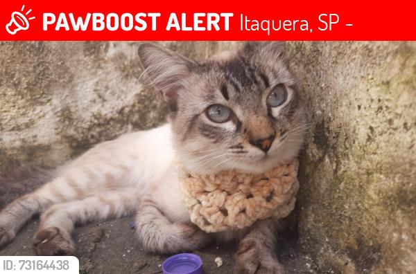 Lost Male Cat last seen Parque Do Carmo, estacionamento primera fila a esquerda, Itaquera, SP 08275-025