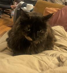 Lost Female Cat last seen Near E Julia Street, Tucson, Arizona, Tucson, AZ 85710