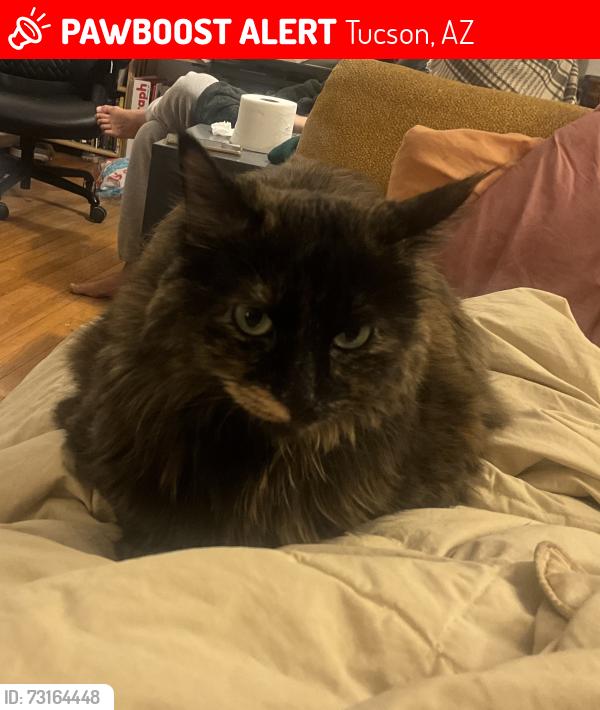 Lost Female Cat last seen Near E Julia Street, Tucson, Arizona, Tucson, AZ 85710