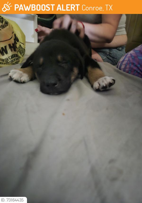 Found/Stray Male Dog last seen Crockett Martin Rd., Conroe, TX 77306