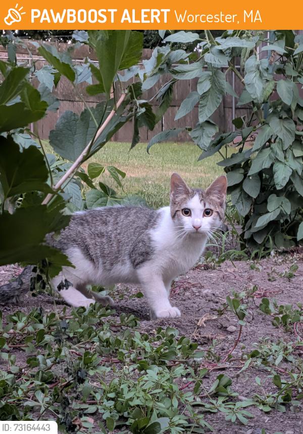 Found/Stray Unknown Cat last seen Backyard of 18 Ames St, Worcester MA, Worcester, MA 01610