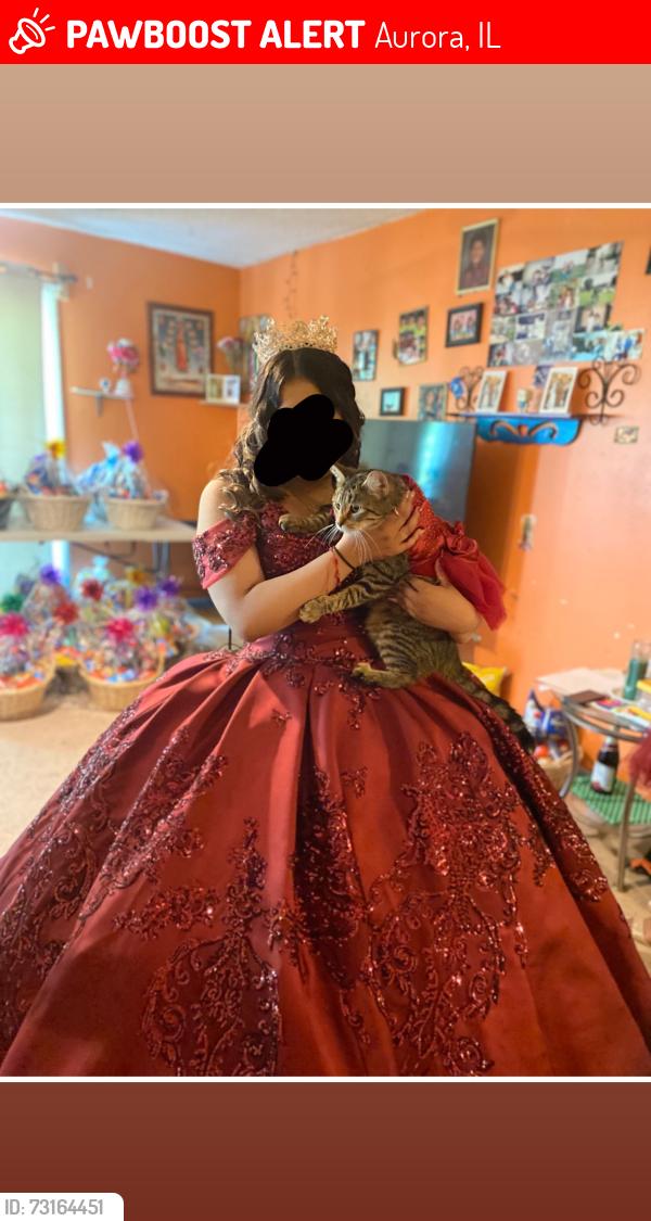 Lost Female Cat last seen N Marywood Ave Aurora IL, Aurora, IL 60505