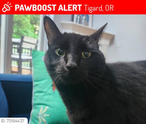 Lost Male Cat last seen SW Peachtree Drive, (Autumn Hill HOA), Tigard, OR 97224