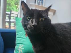 Lost Male Cat last seen SW Peachtree Drive, (Autumn Hill HOA), Tigard, OR 97224