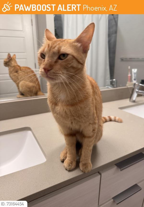 Found/Stray Male Cat last seen 44th & Oak St. Near Pierce Park, Phoenix, AZ 85008