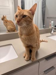 Found/Stray Male Cat last seen 44th & Oak St. Near Pierce Park, Phoenix, AZ 85008