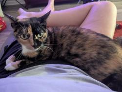 Reunited Female Cat last seen Shamus Way & Adair Dr, Knoxville, TN 37918