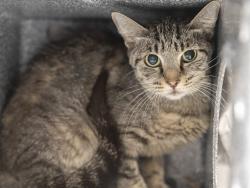Shelter Stray Female Cat last seen Near BLOCK W WILSHIRE DR, 5501 E Van Buren St, Phoenix, AZ 85008, USA