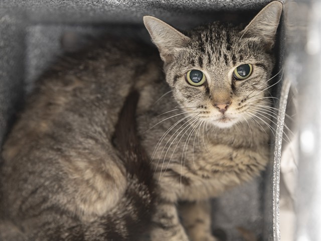 Shelter Stray Female Cat last seen Near BLOCK W WILSHIRE DR, 5501 E Van Buren St, Phoenix, AZ 85008, USA