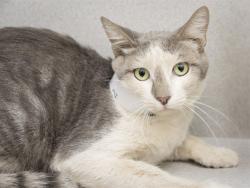 Shelter Stray Male Cat last seen Near BLOCK E ADAMS ST, 5501 E Van Buren St, Phoenix, AZ 85008, USA