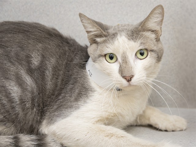 Shelter Stray Male Cat last seen Near BLOCK E ADAMS ST, 5501 E Van Buren St, Phoenix, AZ 85008, USA