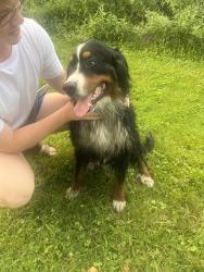 Found/Stray Male Dog last seen orchard lane. Boyer Nature Preserve, Westerville, OH 43081