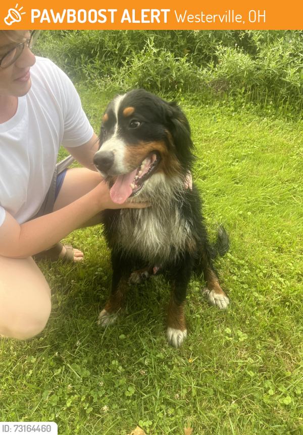 Found/Stray Male Dog last seen orchard lane. Boyer Nature Preserve, Westerville, OH 43081