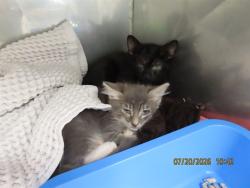 Shelter Stray Male Cat last seen UNIVERSITY/GILBERT RD, 5501 E Van Buren St, Phoenix, AZ 85008, USA