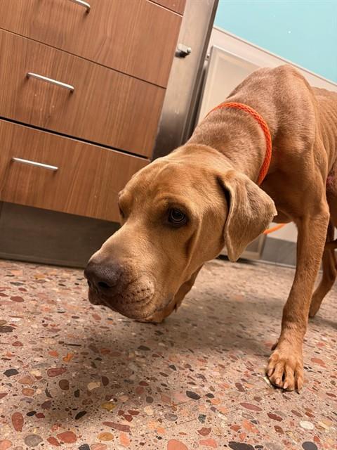 Shelter Stray Male Dog last seen W VAN BUREN AND N 99TH AVE, 5501 E Van Buren St, Phoenix, AZ 85008, USA