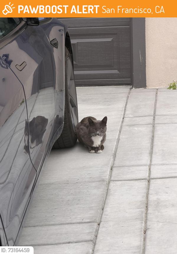 Found/Stray Unknown Cat last seen On drive way of different homes, San Francisco, CA 94116