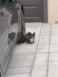 Found/Stray Unknown Cat last seen On drive way of different homes, San Francisco, CA 94116