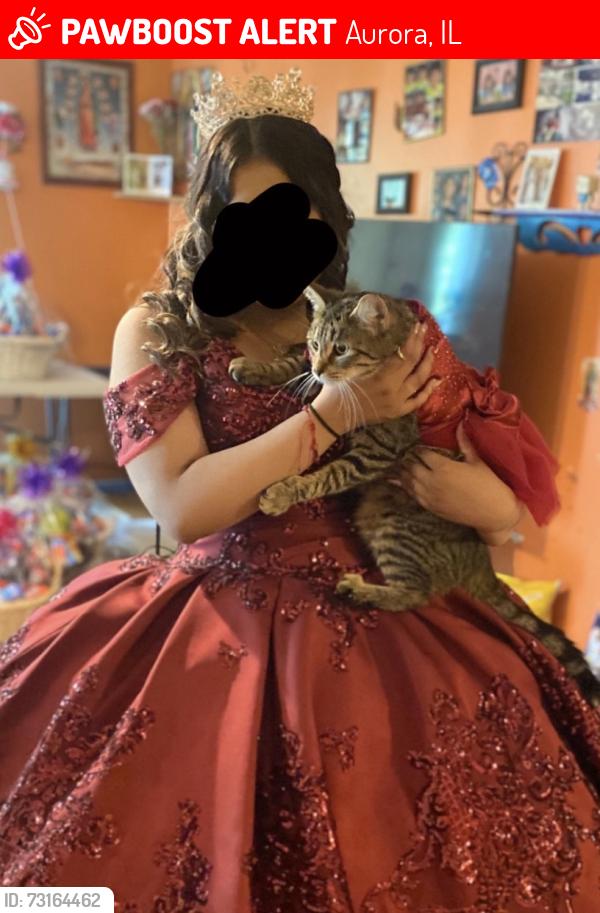 Lost Female Cat last seen N Marywood Ave Aurora, IL, Aurora, IL 60505