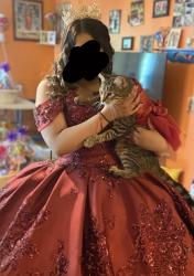Lost Female Cat last seen N Marywood Ave Aurora, IL, Aurora, IL 60505
