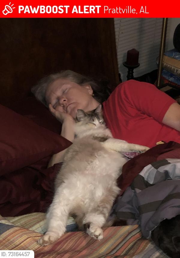 Lost Female Cat last seen Laurel Hill Neighborhood, Prattville, AL 36066