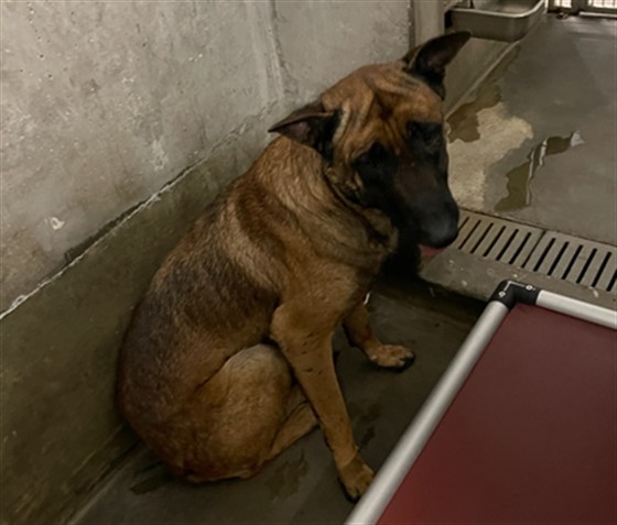 Shelter Stray Male Dog last seen , 1850 W 60th St, Los Angeles, CA 90047, USA