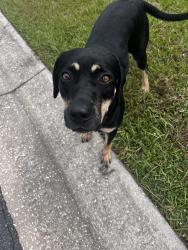 Found/Stray Female Dog last seen Near Augusta way Kissimmee fl, Kissimmee, FL 34746