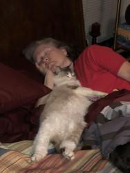 Lost Female Cat last seen Laurel Hill Neighborhood, Prattville, AL 36066