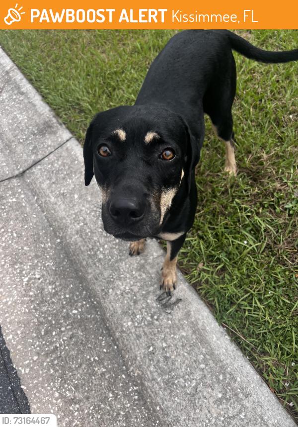 Found/Stray Female Dog last seen Near Augusta way Kissimmee fl, Kissimmee, FL 34746