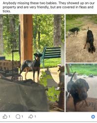 Reunited Unknown Dog last seen Hwy 293 (Kingston Hwy) and old Wade Rd, Old Wade Rd NW, GA 30145